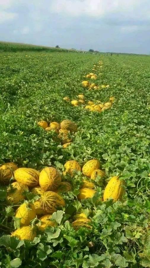 22 Important Tips for Watermelon Growers