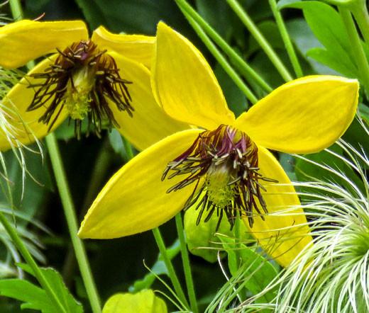معلومات عن زهرة Clematis tangutica