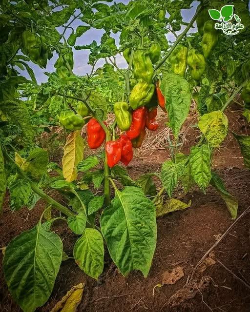 Vegetable planting dates