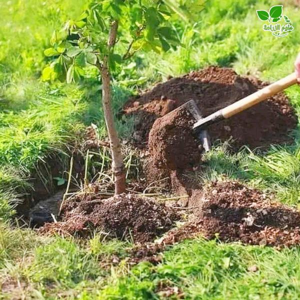 لماذا تموت بعض الأشجار بعد زراعتها؟ 