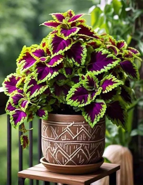 These days, there are many questions in the winter about how to maintain and care for the carpet colues plant.