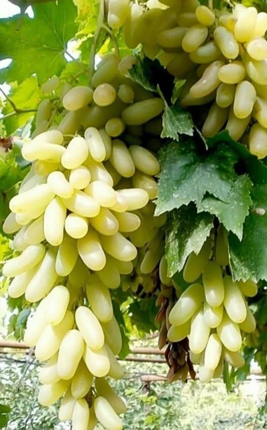 زراعة العنب من الألف إلى الياء.. 