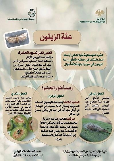 دليل مكافحة عثة الزيتون  طرق رصد الأجيال الثلاثة وحماية المحصول