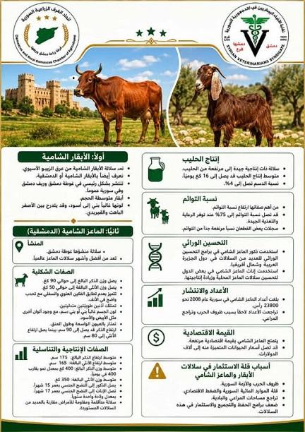 الأبقار والماعز الشامية... الثروة الحيوانية السورية الأصيلة وتحديات الاستثمار
