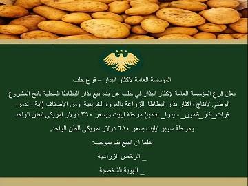 Commencement of Local Potato Seed Sales in Aleppo... Varieties and Prices for the Autumn Season